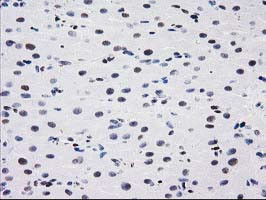 MEF2C Antibody in Immunohistochemistry (Paraffin) (IHC (P))