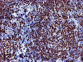 MEF2C Antibody in Immunohistochemistry (Paraffin) (IHC (P))