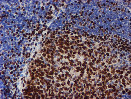 MEF2C Antibody in Immunohistochemistry (Paraffin) (IHC (P))