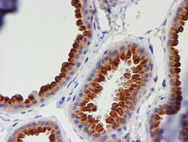 MEF2C Antibody in Immunohistochemistry (Paraffin) (IHC (P))