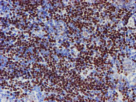 MEF2C Antibody in Immunohistochemistry (Paraffin) (IHC (P))