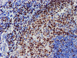 MEF2C Antibody in Immunohistochemistry (Paraffin) (IHC (P))