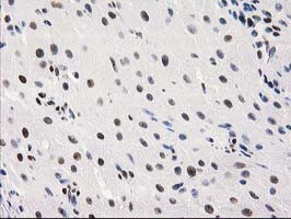 MEF2C Antibody in Immunohistochemistry (Paraffin) (IHC (P))