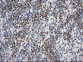 MEF2C Antibody in Immunohistochemistry (Paraffin) (IHC (P))