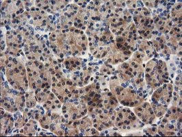 MEF2C Antibody in Immunohistochemistry (Paraffin) (IHC (P))