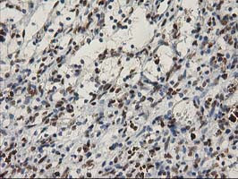 MEF2C Antibody in Immunohistochemistry (Paraffin) (IHC (P))