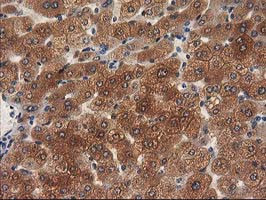 MEF2C Antibody in Immunohistochemistry (Paraffin) (IHC (P))