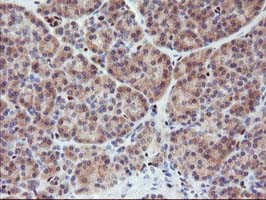 MEF2C Antibody in Immunohistochemistry (Paraffin) (IHC (P))