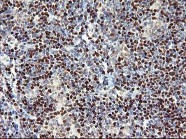 MEF2C Antibody in Immunohistochemistry (Paraffin) (IHC (P))