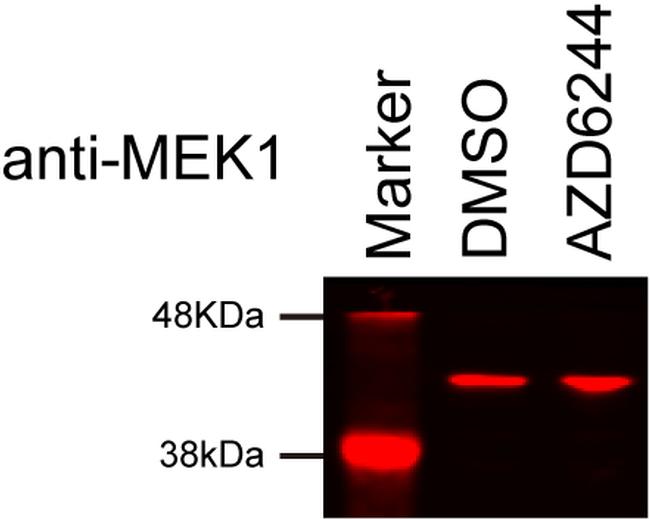 MEK1 Antibody in Western Blot (WB)