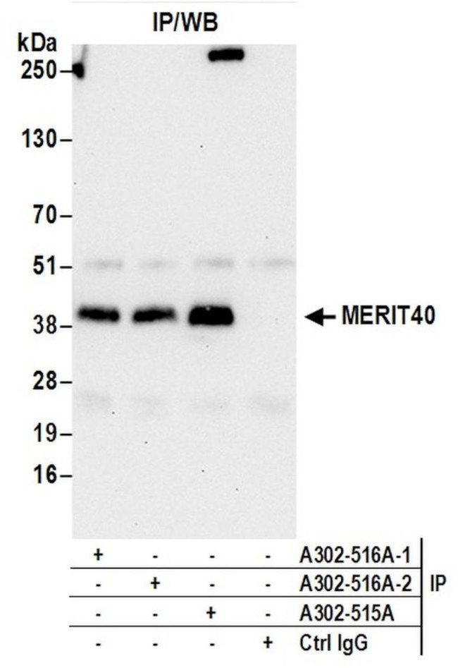 MERIT40 Antibody in Immunoprecipitation (IP)