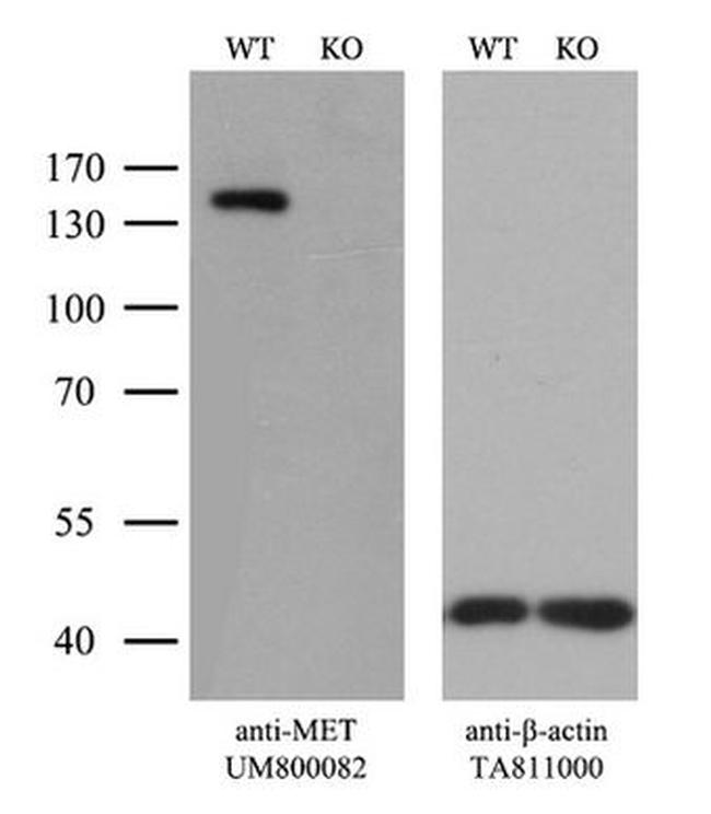MET Antibody in Western Blot (WB)