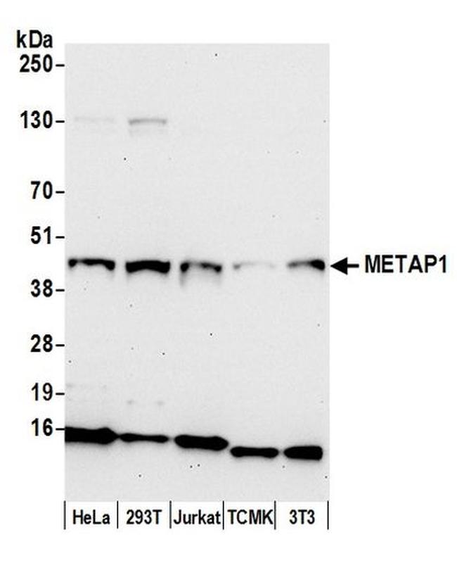 METAP1 Antibody in Western Blot (WB)