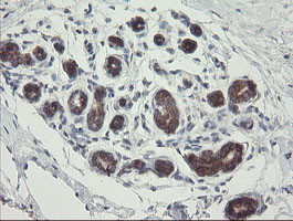 METAP2 Antibody in Immunohistochemistry (Paraffin) (IHC (P))