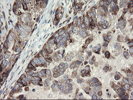 METAP2 Antibody in Immunohistochemistry (Paraffin) (IHC (P))