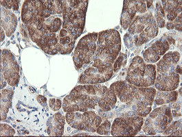 METAP2 Antibody in Immunohistochemistry (Paraffin) (IHC (P))