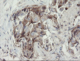 METAP2 Antibody in Immunohistochemistry (Paraffin) (IHC (P))