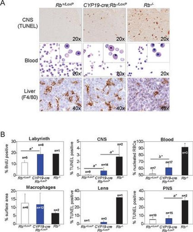 F4/80 Antibody in Immunohistochemistry (IHC)