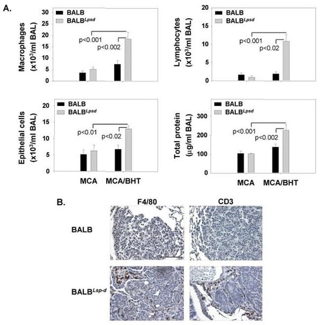 F4/80 Antibody in Immunohistochemistry (IHC)