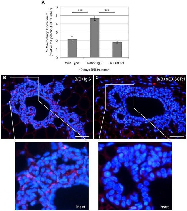 F4/80 Antibody in Immunohistochemistry (IHC)