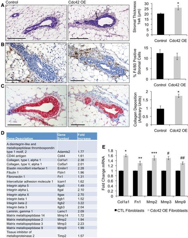 F4/80 Antibody in Immunohistochemistry (IHC)