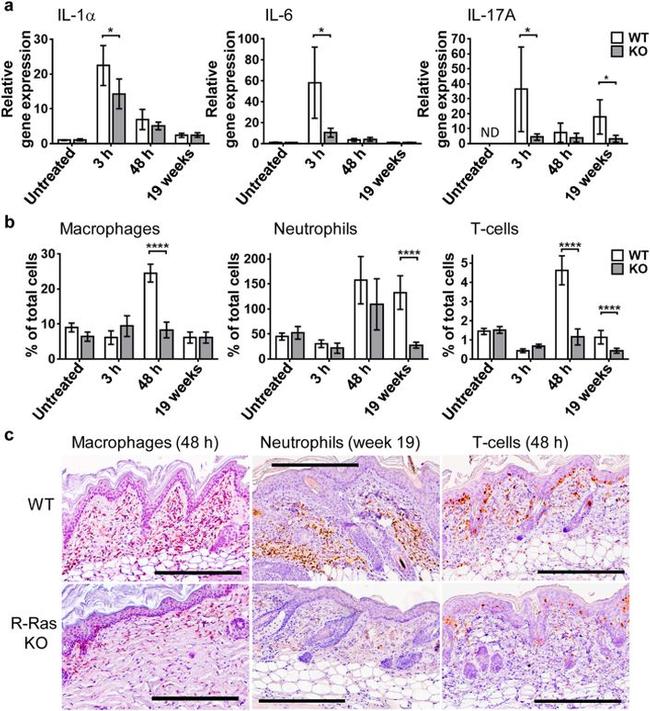 F4/80 Antibody in Immunohistochemistry (Paraffin) (IHC (P))