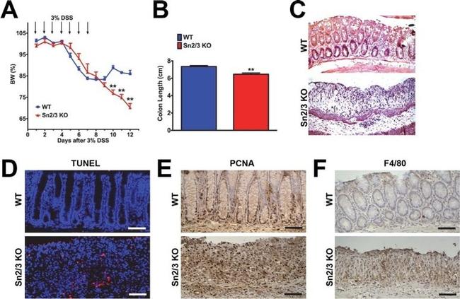 F4/80 Antibody in Immunohistochemistry (Paraffin) (IHC (P))