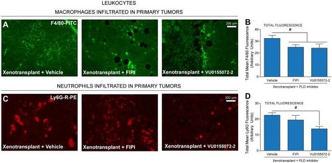 F4/80 Antibody in Immunohistochemistry (IHC)