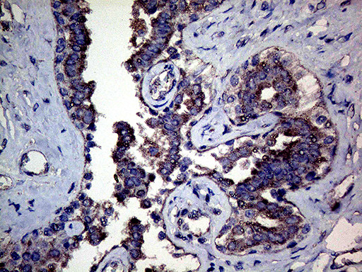 MFGE8 Antibody in Immunohistochemistry (Paraffin) (IHC (P))