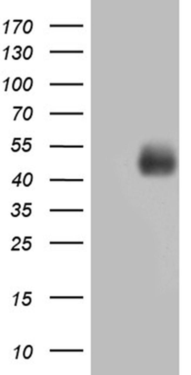 MFGE8 Antibody in Western Blot (WB)