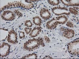 MGLL Antibody in Immunohistochemistry (Paraffin) (IHC (P))