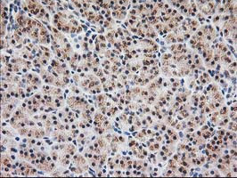 MGLL Antibody in Immunohistochemistry (Paraffin) (IHC (P))