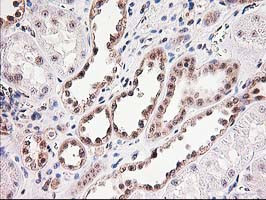 MGLL Antibody in Immunohistochemistry (Paraffin) (IHC (P))