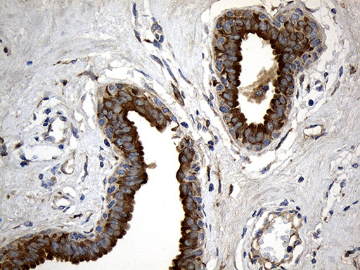 MGP Antibody in Immunohistochemistry (Paraffin) (IHC (P))