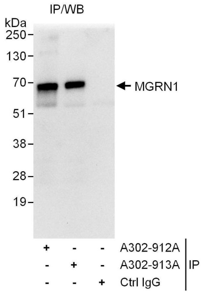 MGRN1 Antibody in Immunoprecipitation (IP)