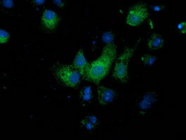 MGRN1 Antibody in Immunocytochemistry (ICC/IF)