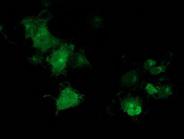 MGRN1 Antibody in Immunocytochemistry (ICC/IF)