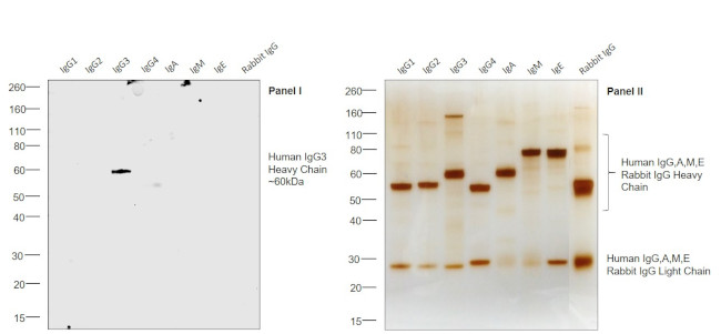 Human IgG3 Secondary Antibody
