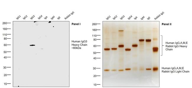 Human IgG3 Secondary Antibody in Western Blot (WB)