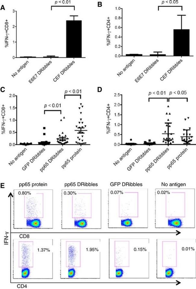 CD4 Antibody in Flow Cytometry (Flow)