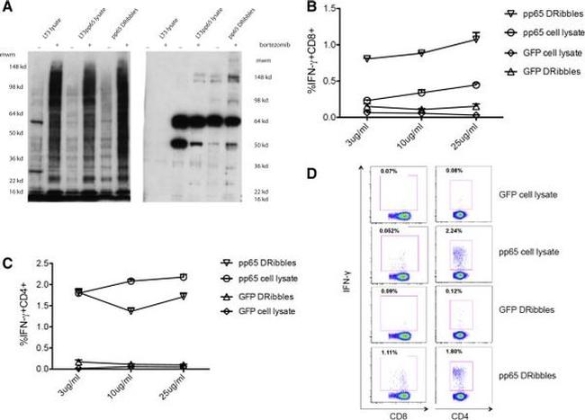 CD8 Antibody in Flow Cytometry (Flow)