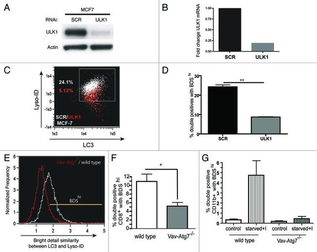 CD8 Antibody in Flow Cytometry (Flow)