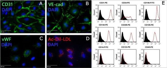 CD105 Antibody in Flow Cytometry (Flow)