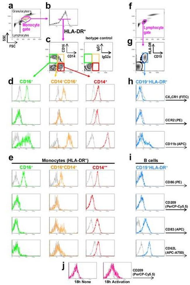 CD19 Antibody in Flow Cytometry (Flow)