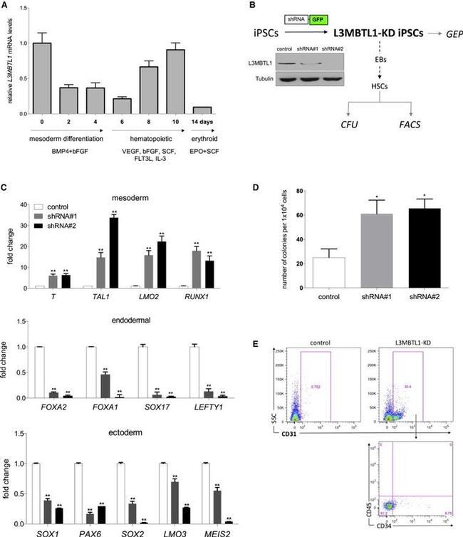 CD45 Antibody in Flow Cytometry (Flow)