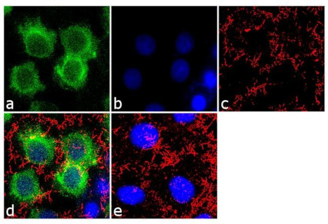 ApoA1 Antibody in Immunocytochemistry (ICC/IF)