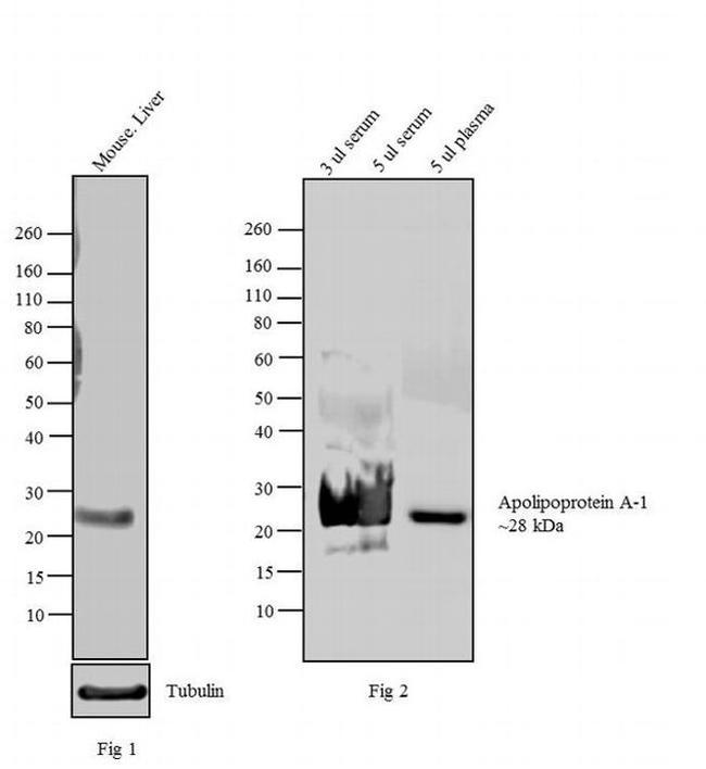 ApoA1 Antibody in Western Blot (WB)