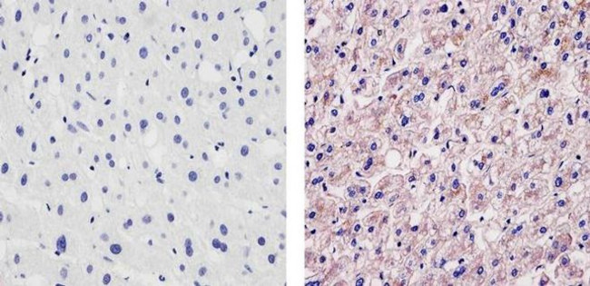 ApoA1 Antibody in Immunohistochemistry (Paraffin) (IHC (P))