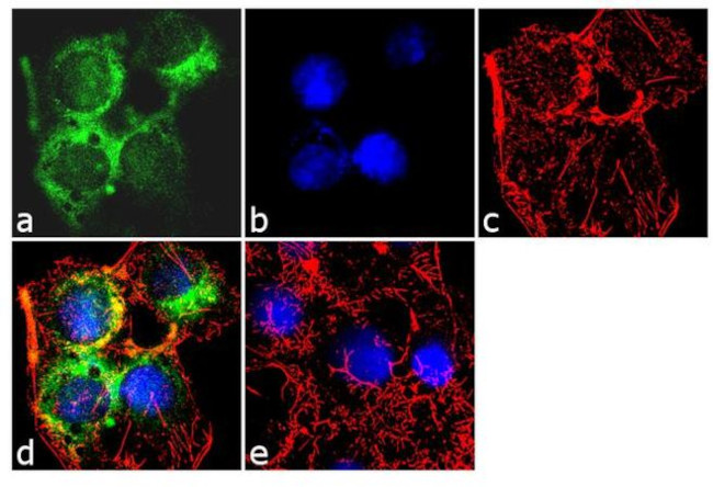 ApoA1 Antibody in Immunocytochemistry (ICC/IF)