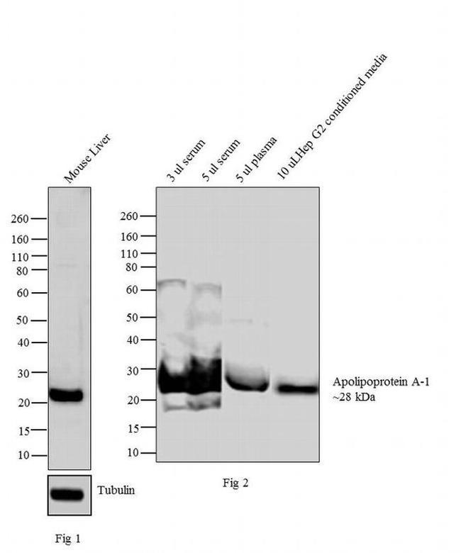 ApoA1 Antibody in Western Blot (WB)